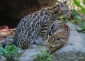 ocelot-gh6_2531