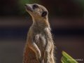 suricate-g91_2487