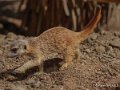 suricate-g91_2489