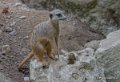 suricate-gh6_2544