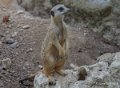 suricate-gh6_2545