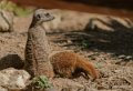 suricate-gh6_2551