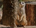 suricate-gh6_2554