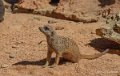 suricate-gh6_2555