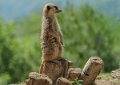 suricate-gh6_2579