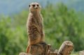 suricate-gh6_2580