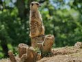 suricate-gh6_2584