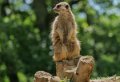 suricate-gh6_2585