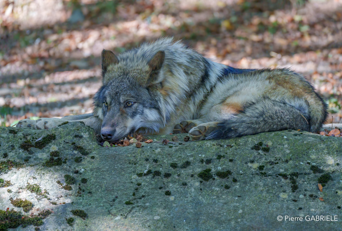 loup-a74_00970-Modifier.jpg