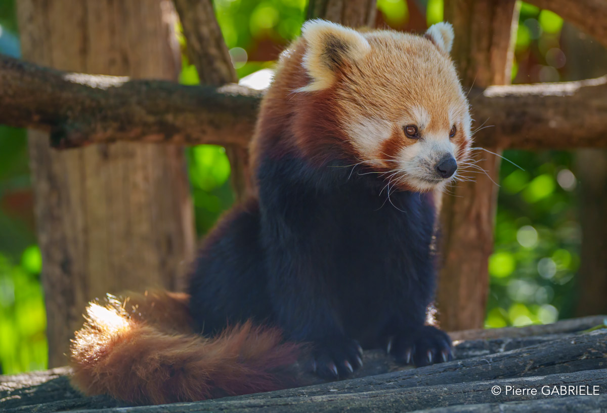 panda-roux-a74_00893-Modifier.jpg