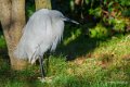 aigrette-garzette-a74_00809