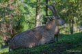 bouquetin-a74_00932