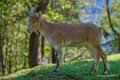 bouquetin-a74_00935