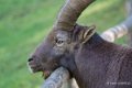 bouquetin-a74_00938