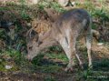 bouquetin-a74_00940