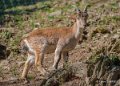 bouquetin-a74_00942