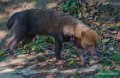 chien-des-buissons-a74_00944