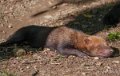 chien-des-buissons-a74_00945