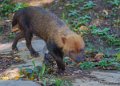 chien-des-buissons-a74_00948