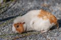 cochon-dinde-a74_00894