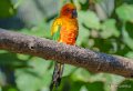 conure-soleil-a74_00909