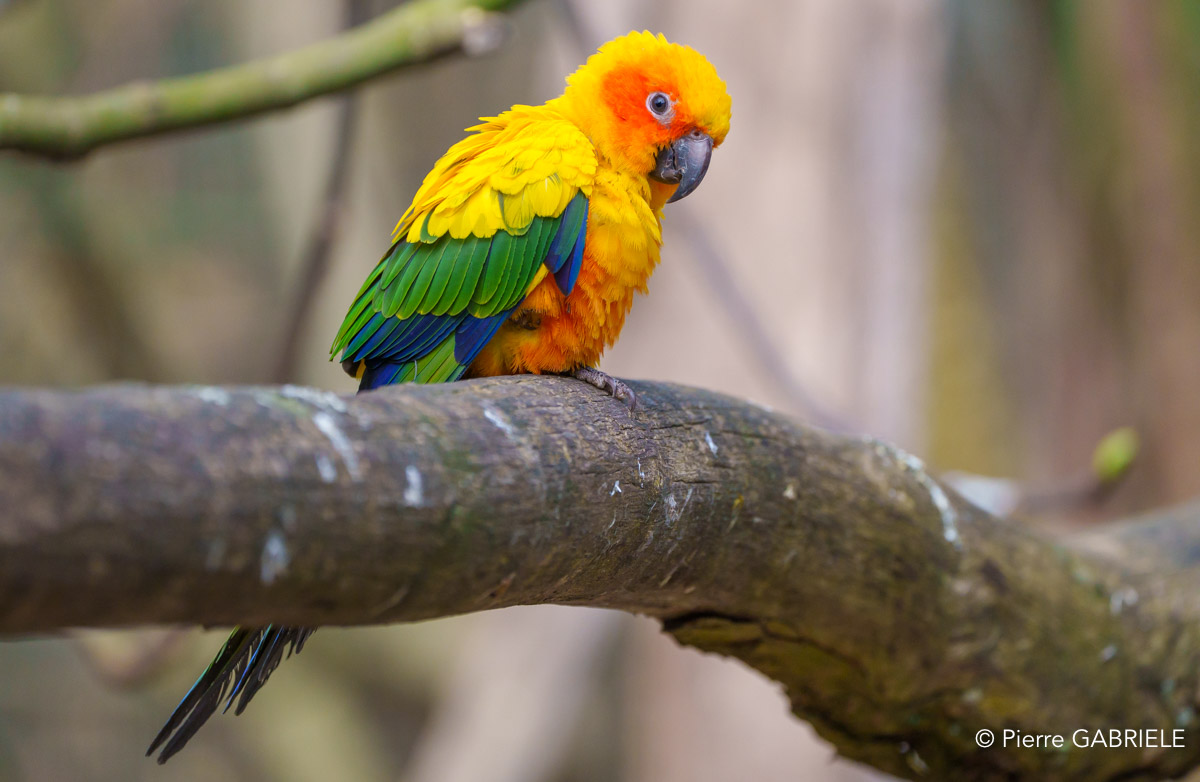 conure-soleil-a74n_00320.jpg