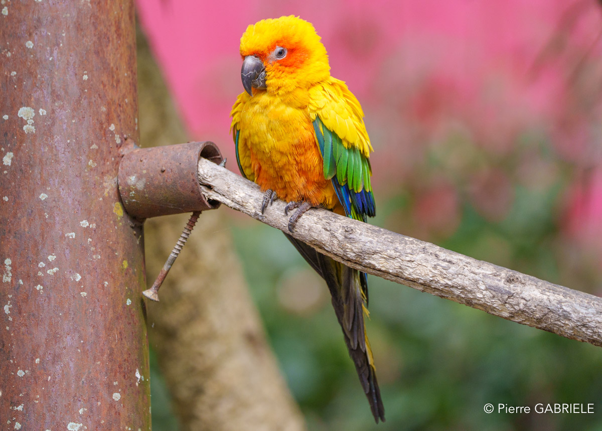 conure-soleil-a74n_00326.jpg