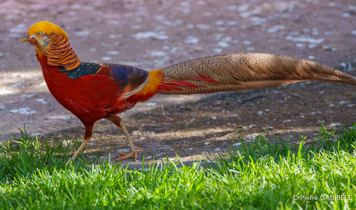 faisan-doré-a74n_00246.jpg
