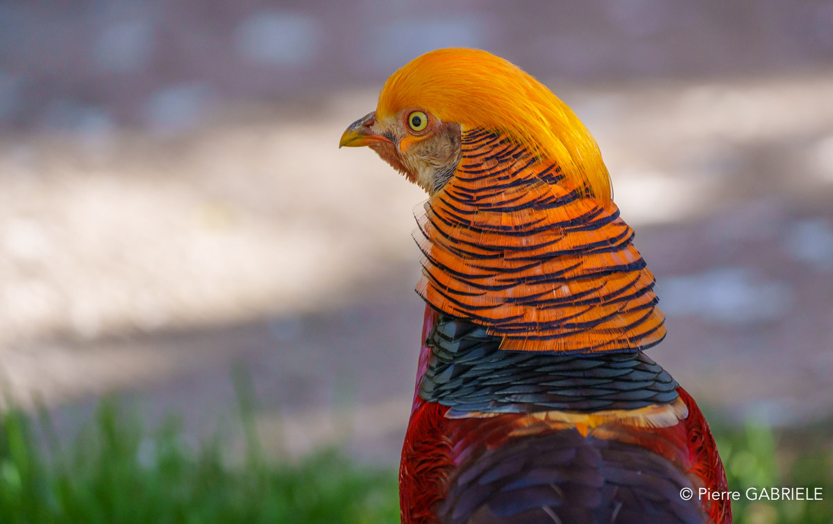 faisan-doré-a74n_00248.jpg