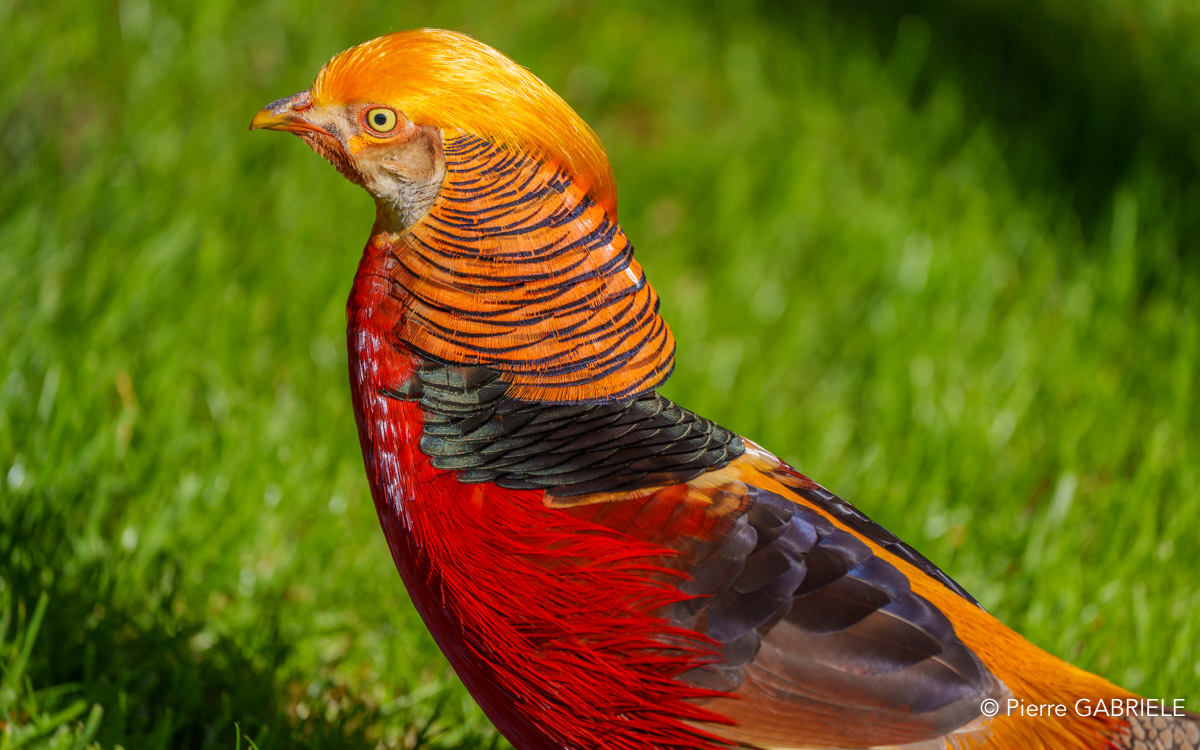 faisan-doré-a74n_00249.jpg