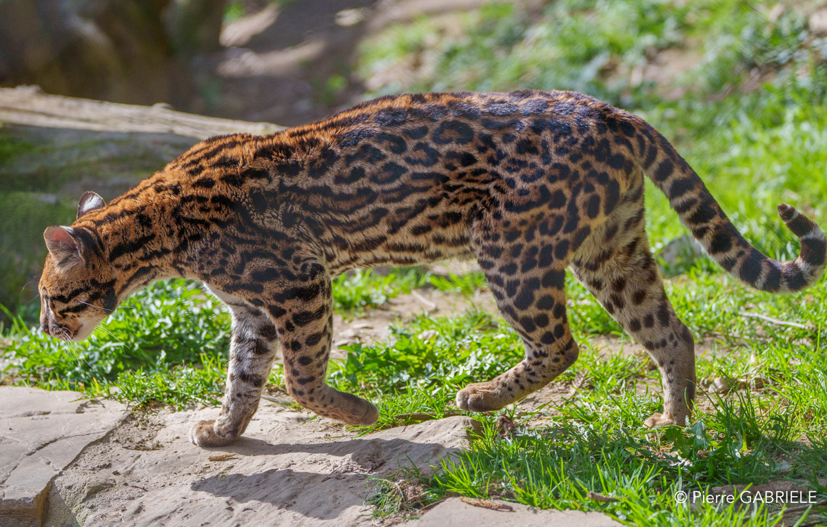 ocelot-a74n_00273.jpg