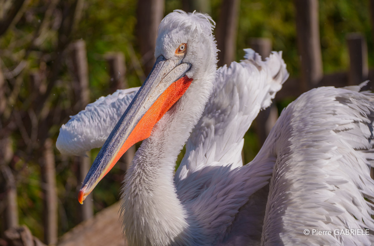 pelican-a74n_00253.jpg