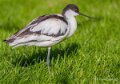 avocette-a74n_00236