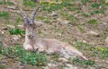 bouquetin-a74n_00328