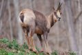 chamois-a74n_00344