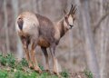 chamois-a74n_00345