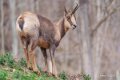 chamois-a74n_00346
