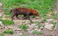 chien-buissons-a74n_00330