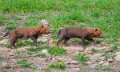chien-buissons-a74n_00333