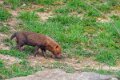 chien-buissons-a74n_00334