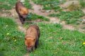 chien-buissons-a74n_00337
