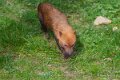 chien-buissons-a74n_00342