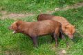chien-buissons-a74n_00343