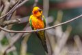 conure-soleil-a74n_00318
