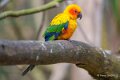 conure-soleil-a74n_00319