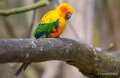 conure-soleil-a74n_00320