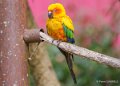 conure-soleil-a74n_00326