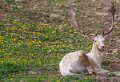 daim-a74n_00340
