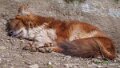 dhole-a74n_00268