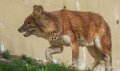 dhole-a74n_00280